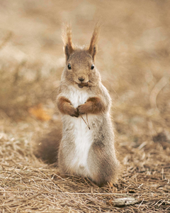 mariuszredlichforside-016